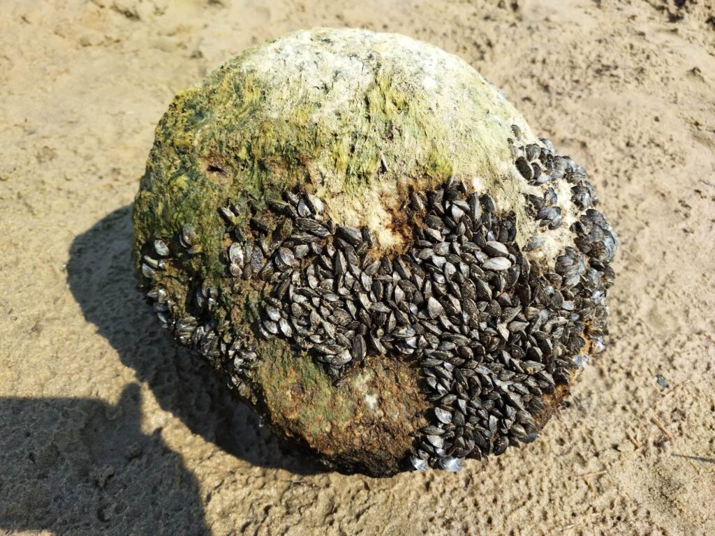 Foto av vandrarmussla, Dreissena polymorpha, på en sten.