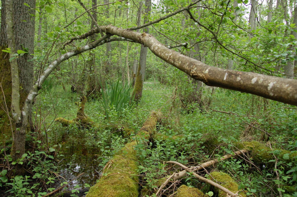 Liggande stockar och stående träd i vått område med mycket grönska.
