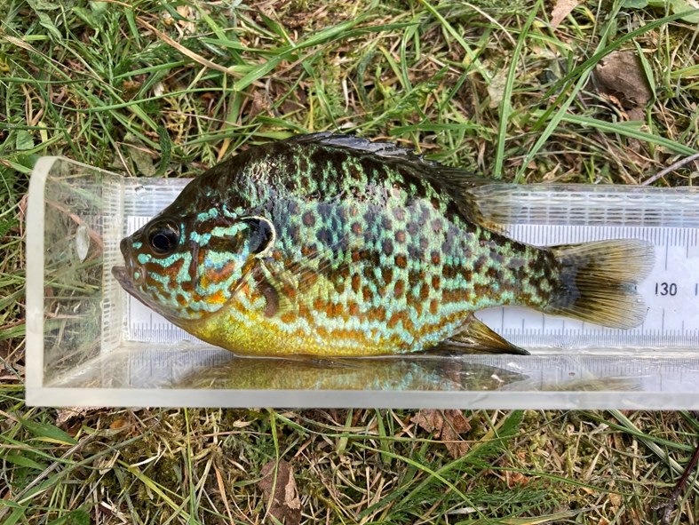 En fisk som skiftar i gult, grönt och brunt ligger på mätutrustning på en gräsmatta. Fisken är knappt 130 mm.