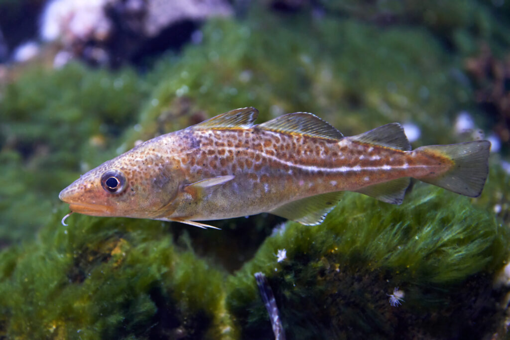 Foto av torsk (Gadus morhua). Foto: Dennis Jacobsen/Most Photos