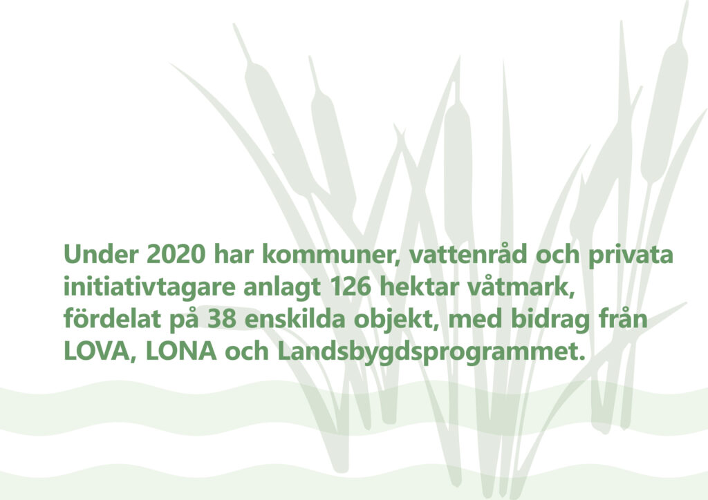 Bilden visar texten "Under 2020 har kommuner, vattenråd och privata initiativtagare anöagt 126 hektar våtmark, fördelat på 38 enskilda objekt, med bidrag från LOVA, LONA och Landsbygdsprogrammet."