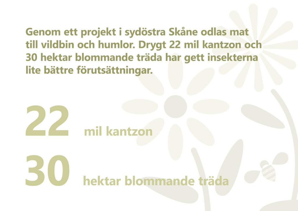 Text: Genom ett projekt i sydöstra Skåne odlas mat till vildbin och humlor. Drygt 22 mil kantzon och 30 hektar blommande träda har gett insekterna lite bättre förutsättningar. Illustration: Stiliserade blommor och en humla.