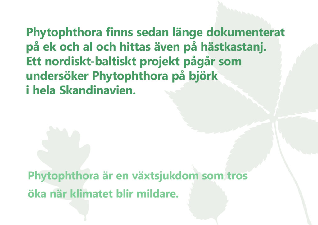 Bilden visar texten "Phytophthora är en växtsjukdom som tros öka när klimatet blir mildare. Phytophthora finns sedan länge dokumenterat på ek och al och hittas även på hästkastanj. Ett nordiskt-baltiskt projekt pågår som undersöker Phytophthora på björk i hela Skandinavien."