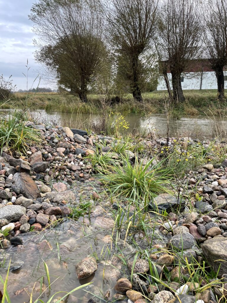 Foto som visar vatten, stenar och växtlighet i och vid vattnet.