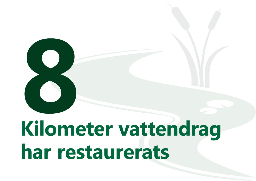 kilometer vattendrag har restaurerats. Illustration: Slingrande vattendrag med näckrosblad och kaveldun.