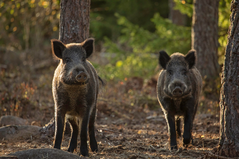 Två vildsvin på väg mot fotografen