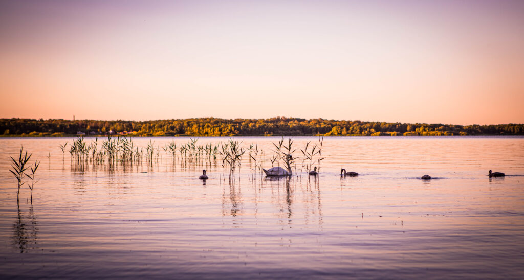 Svanar i Finjasjön en sommarkväll. Solnedgångsfärger och stilla vatten. Foto: Mostphotos.