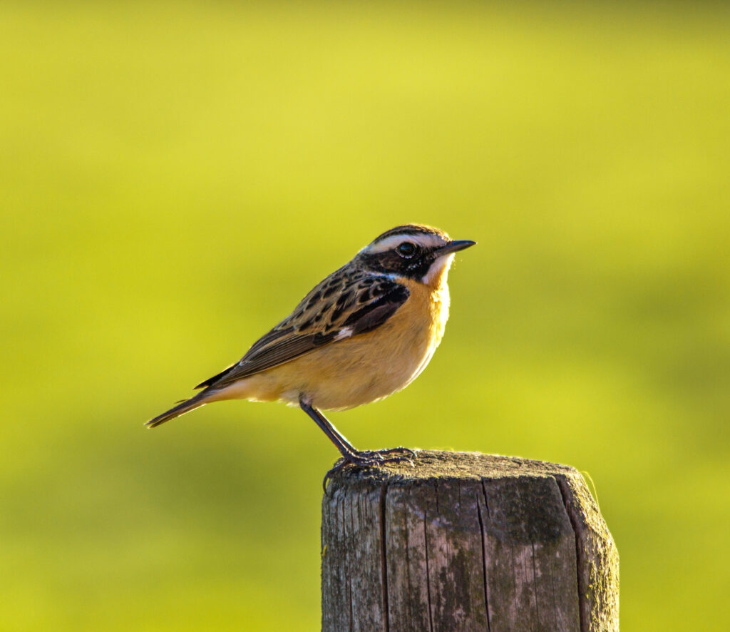 Liten fågel med gult bröst sitter på en stolpe.