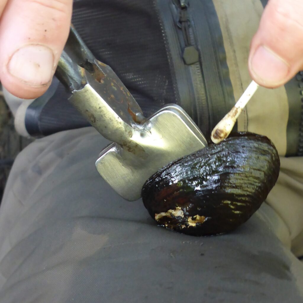 DNA-provtagning av mussla. Foto: Marie Eriksson.