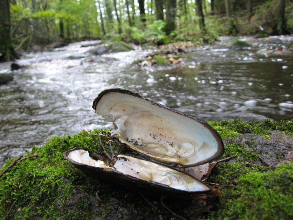 Öppet pärlemorglänsande musselskal. I bakgrunden vattendrag och grönska.
