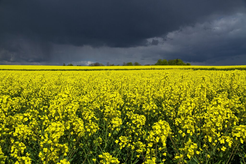 Blommande rapsfält under mörk himmel.