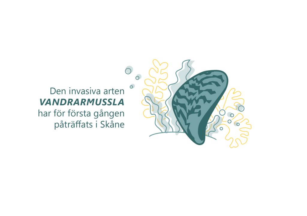 Illustration med texten "Den invasiva arten vandrarmussla har för första gången påträffats i Skåne"
