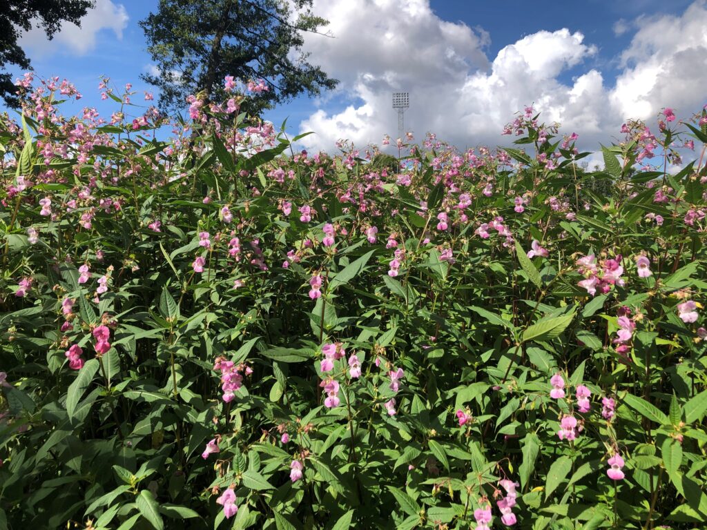 Jättemånga rosa blommor på gröna stjälkar med många gröna blad.