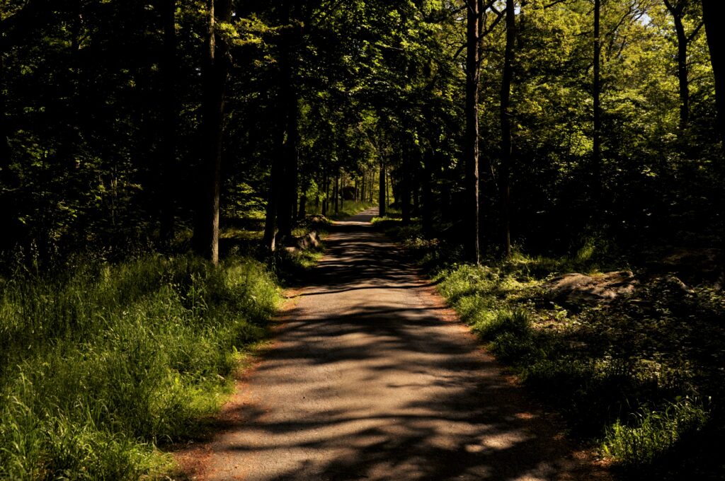 Grusväg genom skog.
