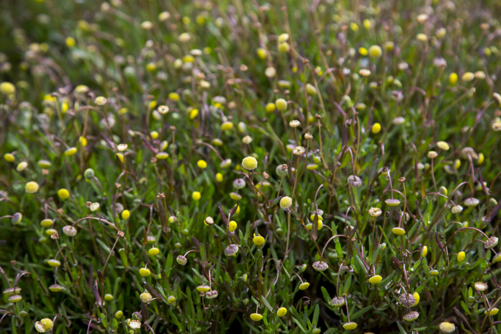 Många blommor som var och en består av en gul knapplikt plattad blomkorg.