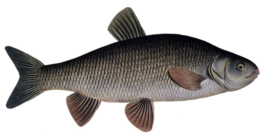 Teckning av en fisk.