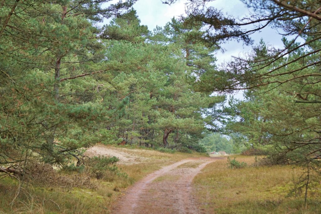 Grusväg i tallskog.