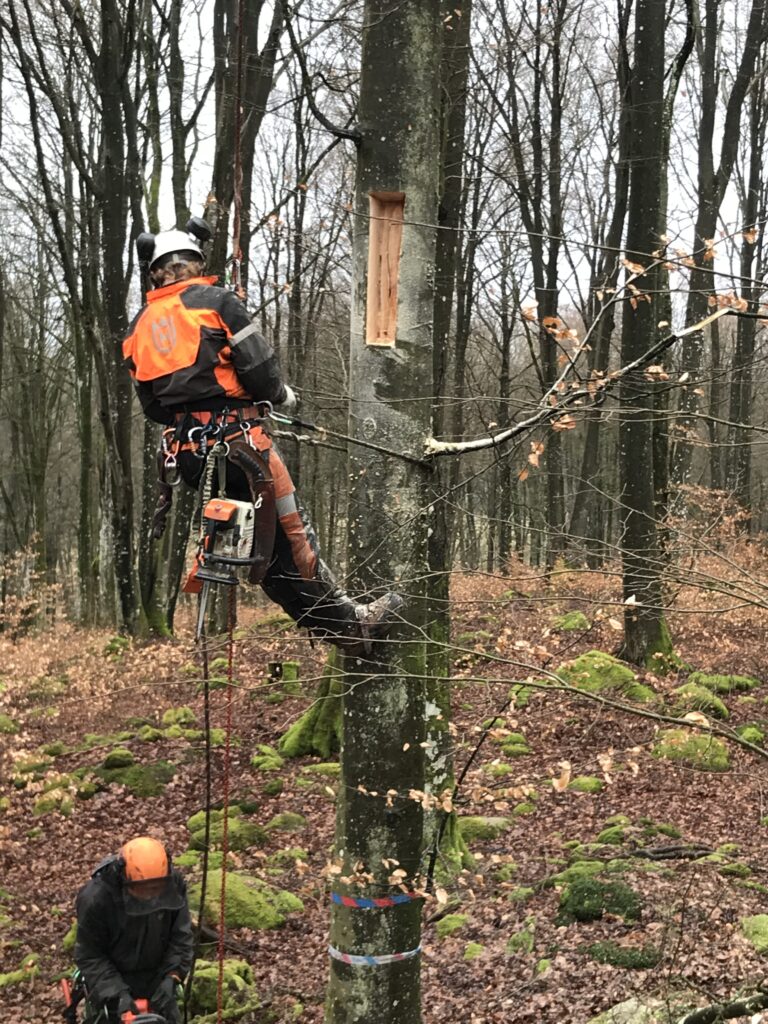 Två personer i orange och svarta kläder arbetar med att såga hål i levande träd.