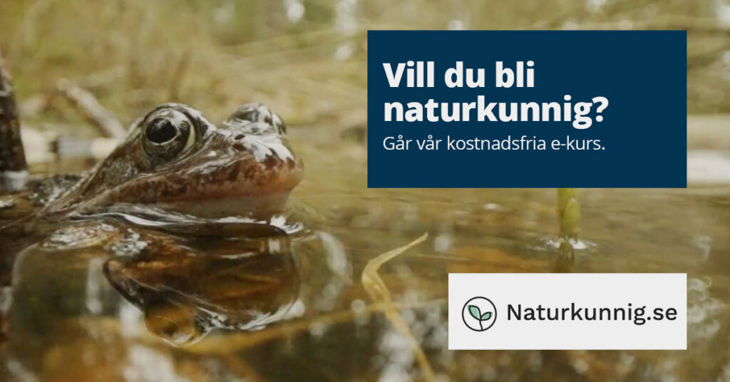 Groda i vatten. Text: Vill du bli naturkunnig? Gå vår kostnadsfria e-kurs.