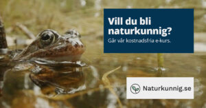 Groda i vatten. Text: Vill du bli naturkunnig?