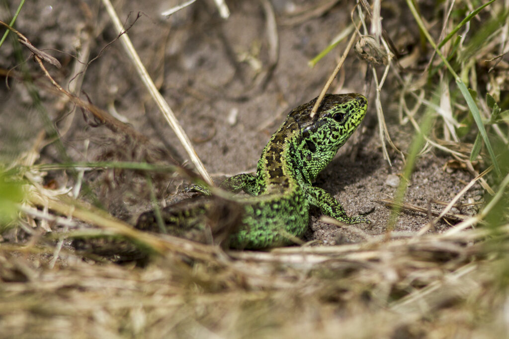 Grön ödla med brunare mittrand på ryggen.