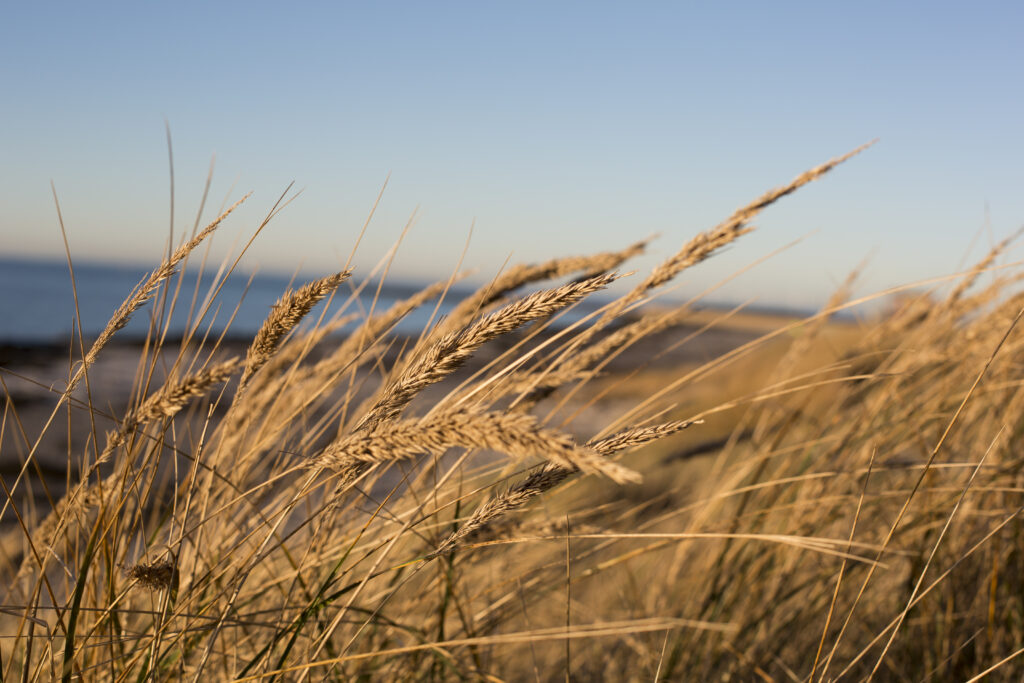 Gräset sandrör på en strand