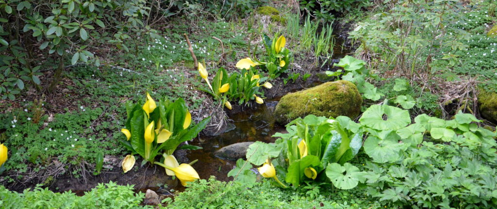 Storvuxna gula blommor.