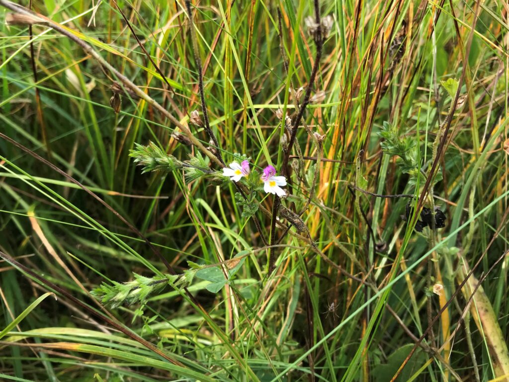 Liten rosavit blomma bland en massa gräs.