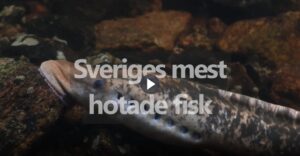 Bild på fisken havsnejonöga. Texten Sveriges mest hotade fisk. Symbol som visar att det är en film som kan spelas.