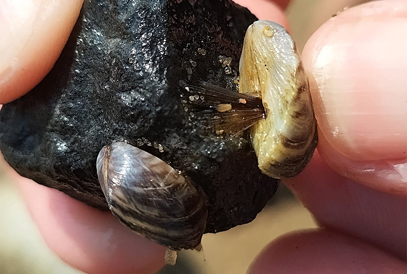 Två små randiga musslor på en sten. Man ser också tumnageln på handen som håller stenen.