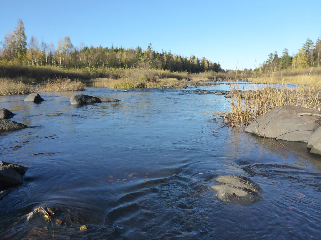 Vid återbesök hösten 2018 visade det sig att Helgeån mejslat fram ett nytt slingrande lopp igenom de metertjocka torrlagda sedimenten. Foto: Marie Eriksson." title="Vid återbesök hösten 2018 visade det sig att Helgeån mejslat fram ett nytt slingrande lopp igenom de metertjocka torrlagda sedimenten. Foto: Marie Eriksson.