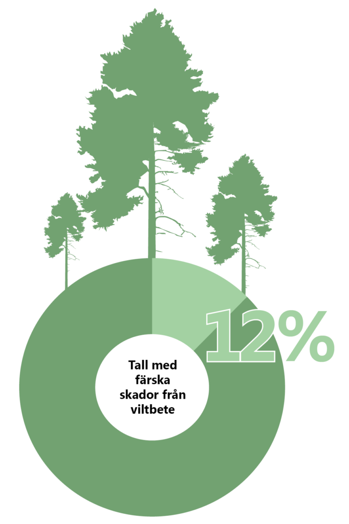 Illustration: Cirkeldiagram med ”hål i mitten”. Från toppen på cirkeldiagrammet växer tallar. 12% av cirkeldiagrammet är markerat med ljusare färg. Inne i cirkelns mitt står det Tall med färska skador från viltbete.