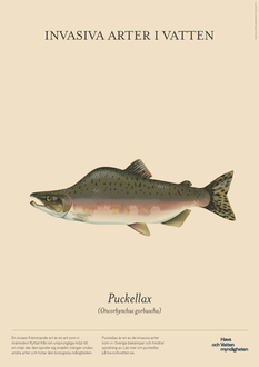 En lax med en stor puckel